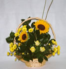 Apolo - C&oacute;d. 20011 - 60,00&euro;